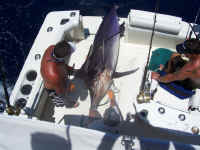 Notorius 600 lb black marlin 8-5-06.jpg (63102 bytes)