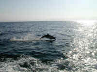 P6250512.JPG (149852 bytes)