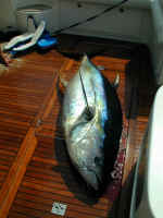 P7290657.JPG (189660 bytes)