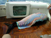 P7290669.JPG (143660 bytes)