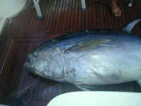 P7290681.JPG (143178 bytes)