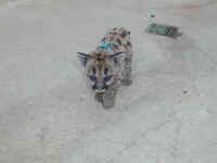 P1260890.JPG (350857 bytes)